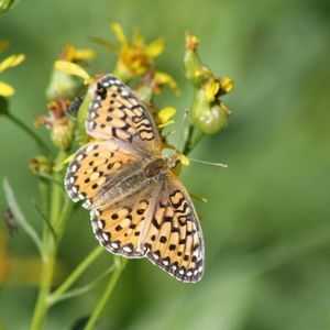Meet your Posher, Cheryl